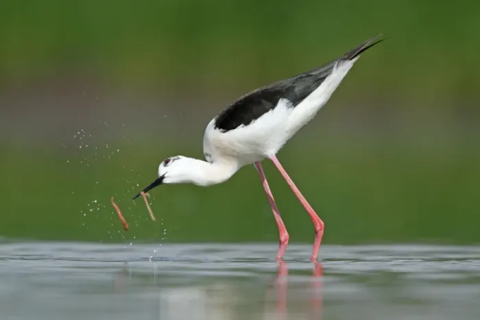 Framed Print : Black-winged Stilt (Himantopus himantopus), Zurich, Switzerland Framed Print : Black-winged Stilt (Himantopus himantopus), Zurich, Switzerland