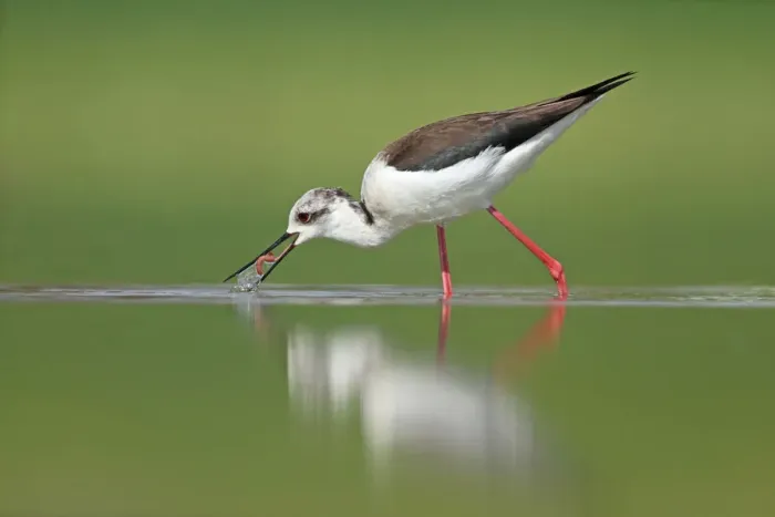 Framed Print : Black-winged Stilt (Himantopus himantopus), Zurich, Switzerland Framed Print : Black-winged Stilt (Himantopus himantopus), Zurich, Switzerland