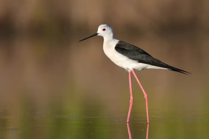Framed Print : Black-winged Stilt (Himantopus himantopus), Camargue, France Framed Print : Black-winged Stilt (Himantopus himantopus), Camargue, France