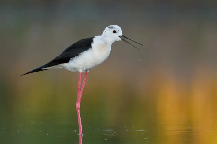 Framed Print : Black-winged Stilt (Himantopus himantopus), Camargue, France Framed Print : Black-winged Stilt (Himantopus himantopus), Camargue, France