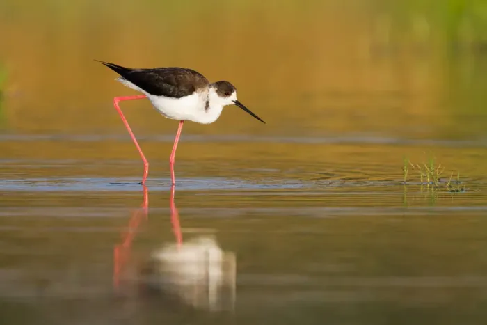 Framed Print : Black-winged Stilt (Himantopus himantopus), Cyprus Framed Print : Black-winged Stilt (Himantopus himantopus), Cyprus