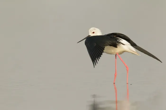 Framed Print : Black-winged Stilt (Himantopus himantopus) male, Thailand