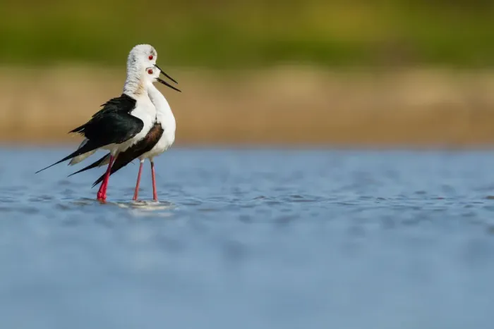 Framed Print : Black-winged Stilt (Himantopus himantopus) pair, Asturias, Spain Framed Print : Black-winged Stilt (Himantopus himantopus) pair, Asturias, Spain
