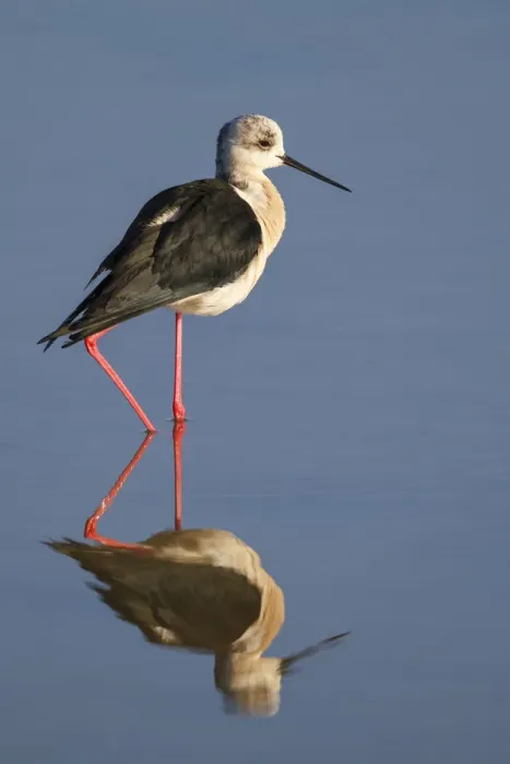Framed Print : Black-winged Stilt (Himantopus himantopus), Spain Framed Print : Black-winged Stilt (Himantopus himantopus), Spain