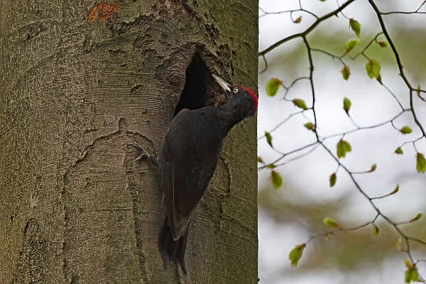 Black woodpecker (Dryocopus maritus) male near entrance of nesthole in tree trunk