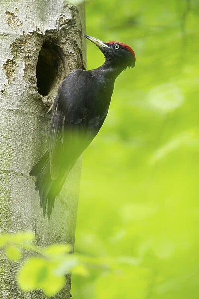 Black Woodpecker (Dryocopus martius) male at breeding cavity, North Rhine-Westphalia