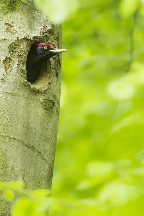 Framed Print : Black Woodpecker (Dryocopus martius) male in breeding cavity, North Rhine-Westphalia Framed Print : Black Woodpecker (Dryocopus martius) male in breeding cavity, North Rhine-Westphalia