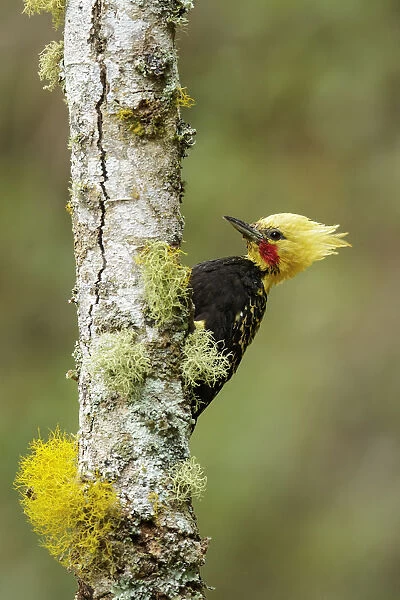 Blond-crested Woodpecker (Celeus flavescens) male climbing up tree trunk, Atlantic rainforest