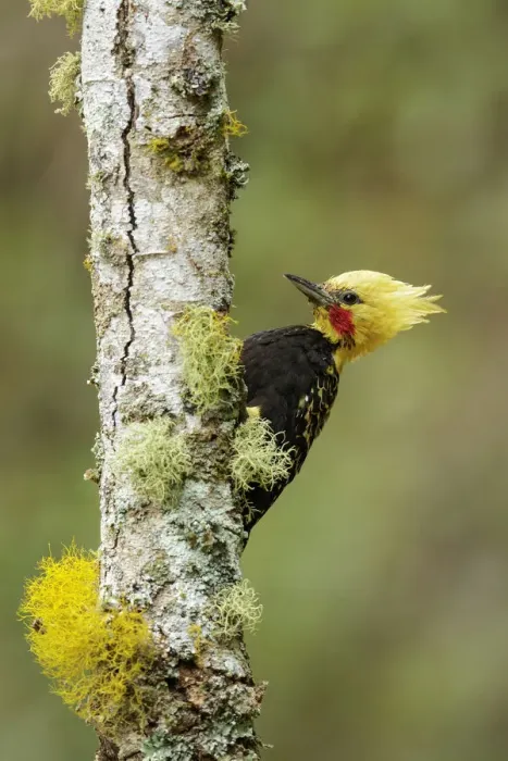 Framed Print : Blond-crested Woodpecker (Celeus flavescens) male climbing up tree trunk, Atlantic rainforest Framed Print : Blond-crested Woodpecker (Celeus flavescens) male climbing up tree trunk, Atlantic rainforest