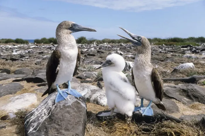 Framed Print : Blue-footed Booby (Sula nebouxii) parents with chick, Galapagos Islands, Ecuador Framed Print : Blue-footed Booby (Sula nebouxii) parents with chick, Galapagos Islands, Ecuador