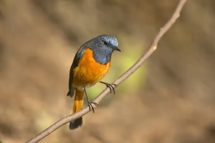 Framed Print : Blue-fronted Redstart (Phoenicurus frontalis) male, Yunnan, China Framed Print : Blue-fronted Redstart (Phoenicurus frontalis) male, Yunnan, China