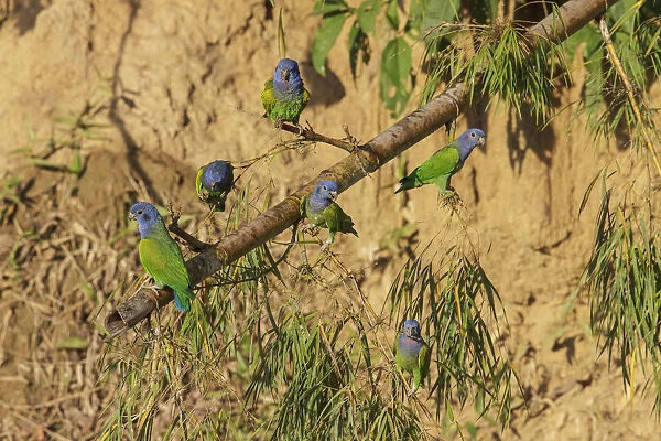 Blue-headed Parrot (Pionus menstruus), Manu National Park, Peru