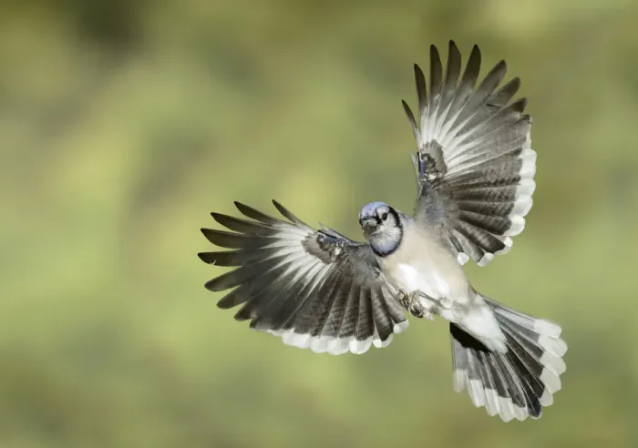 Framed Print : Blue Jay (Cyanocitta cristata) flying, Texas, USA Framed Print : Blue Jay (Cyanocitta cristata) flying, Texas, USA
