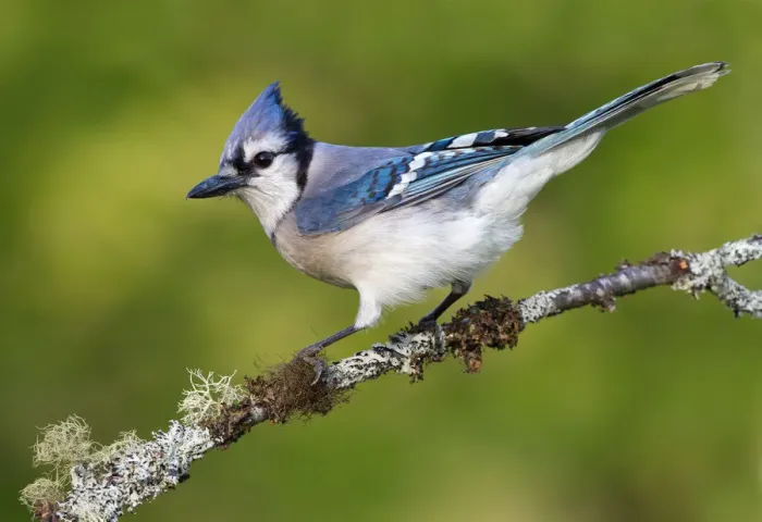 Framed Print : Blue Jay (Cyanocitta cristata), Maryland, USA Framed Print : Blue Jay (Cyanocitta cristata), Maryland, USA