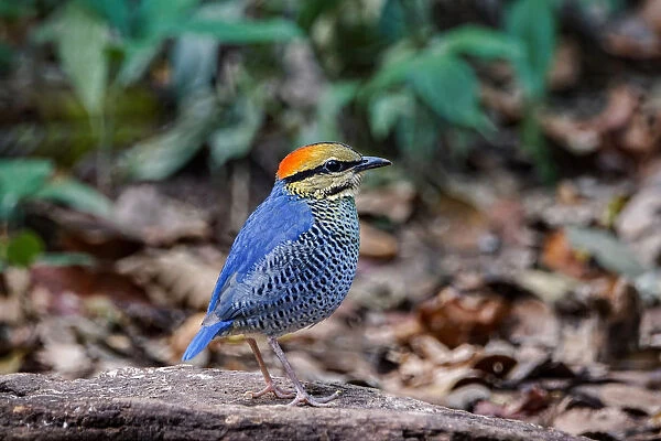Blue Pitta (Hydrornis cyaneus) male, Kaeng Krachan, Thailand