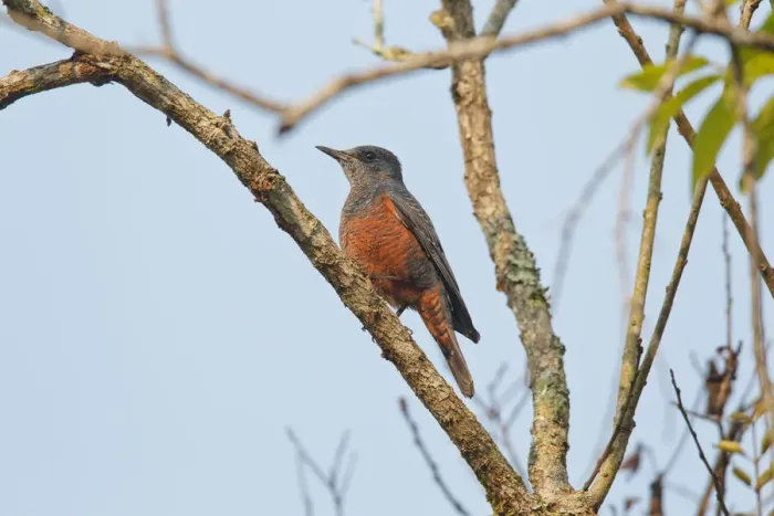 Framed Print : Blue Rock Thrush (Monticola solitarius philippensis), Khao Yai, Thailand Framed Print : Blue Rock Thrush (Monticola solitarius philippensis), Khao Yai, Thailand