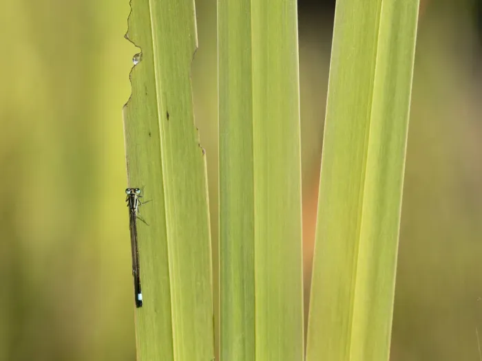 Framed Print : Blue-tailed Damselfly (Ischnura elegans) adult settled on Yellow Flag Iris (Iris pseudocorus) leaf, Little Bradley Ponds, Devon, United Kingdom