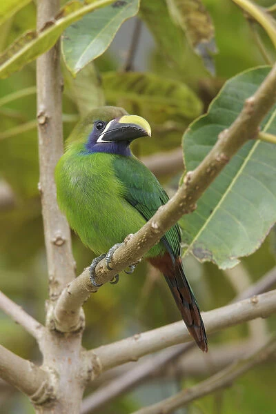 Blue-throated Toucanet (Aulacorhynchus caeruleogularis), Costa Rica