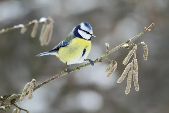 Framed Print : Blue Tit (Cyanistes caeruleus) in Hazel (Corylus avellana) bush, Bursfelde, Lower Saxony Framed Print : Blue Tit (Cyanistes caeruleus) in Hazel (Corylus avellana) bush, Bursfelde, Lower Saxony