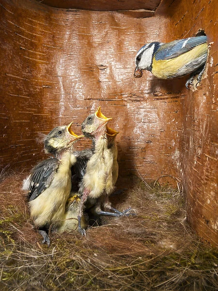 Blue Tit (Cyanistes caeruleus) parent feeding young in nest box, Bavaria, Germany
