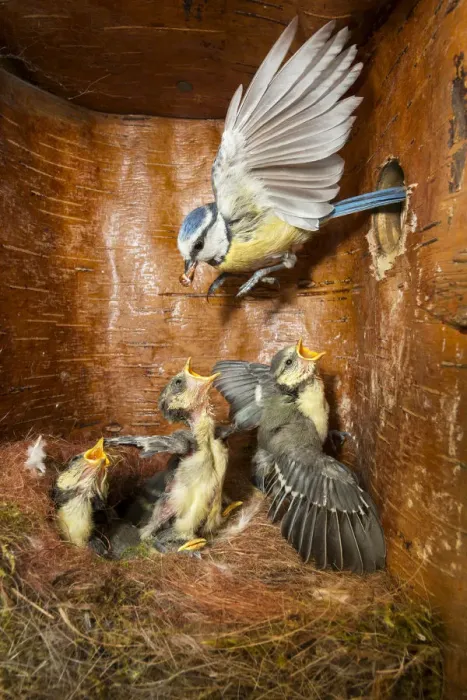Framed Print : Blue Tit (Cyanistes caeruleus) parent feeding young in nest box, Bavaria, Germany Framed Print : Blue Tit (Cyanistes caeruleus) parent feeding young in nest box, Bavaria, Germany