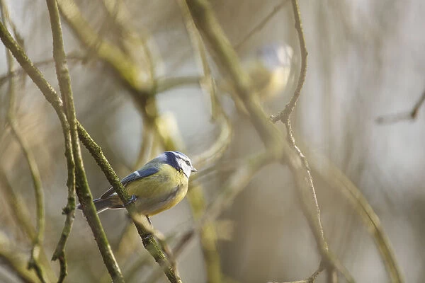 Two Blue Tit (Cyanistes caeruleus) perched on branches, one in the foreground and one in the background, Bremerton, gelderland, the Netherlands
