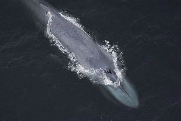 Blue Whale (Balaenoptera musculus) surfacing, Santa Barbara, California