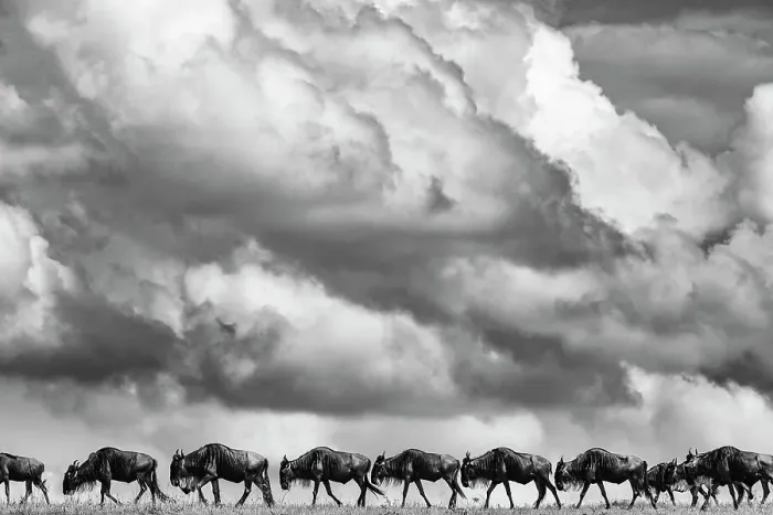 Framed Print : Blue Wildebeest (Connochaetes taurinus) herd migrating, Maasai Mara National Reserve, Rift Valley Province, Kenya Framed Print : Blue Wildebeest (Connochaetes taurinus) herd migrating, Maasai Mara National Reserve, Rift Valley Province, Kenya