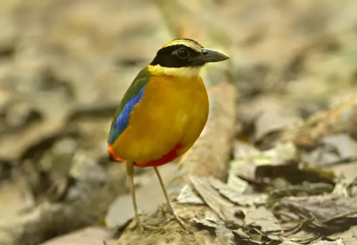Framed Print : Blue-winged Pitta (Pitta moluccensis), Singapore Framed Print : Blue-winged Pitta (Pitta moluccensis), Singapore