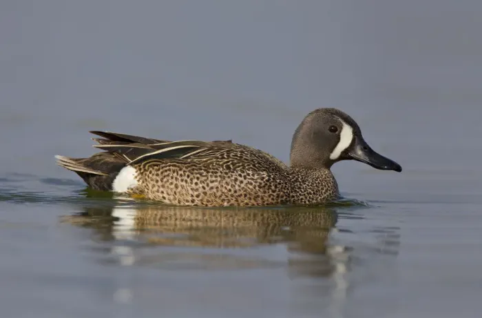 Framed Print : Blue-winged Teal (Spatula discors) male, North Dakota, USA