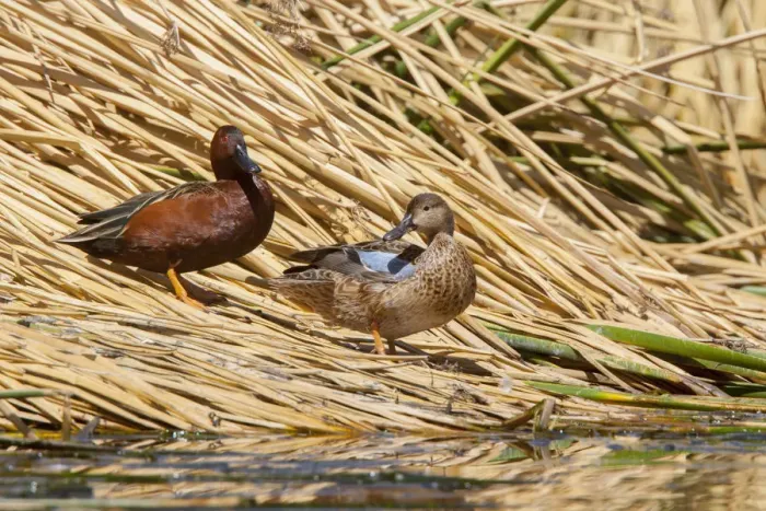 Framed Print : Blue-winged Teal (Spatula discors) pair, Arizona, USA Framed Print : Blue-winged Teal (Spatula discors) pair, Arizona, USA
