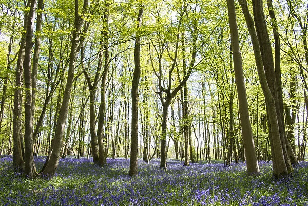 Bluebells (Hyacinthoides non-scripta) in beech woods, Sussex, United Kingdom
