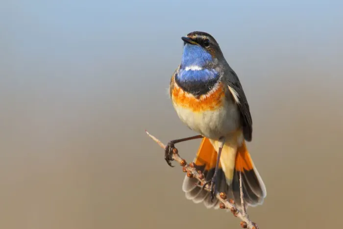 Framed Print : Bluethroat (Luscinia svecica cyanecula) male, Texel, The Netherlands Framed Print : Bluethroat (Luscinia svecica cyanecula) male, Texel, The Netherlands