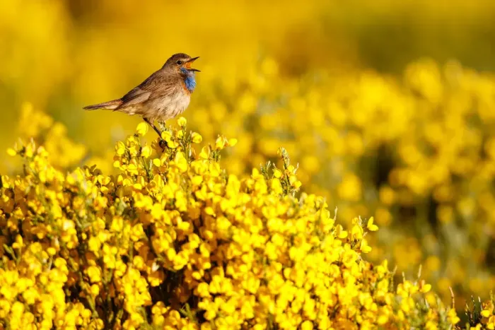 Framed Print : Bluethroat (Luscinia svecica cyanecula) male singing, Castile, Spain