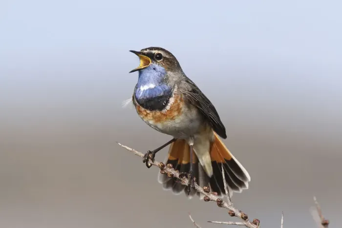 Framed Print : Bluethroat (Luscinia svecica cyanecula) male singing, Texel, The Netherlands Framed Print : Bluethroat (Luscinia svecica cyanecula) male singing, Texel, The Netherlands