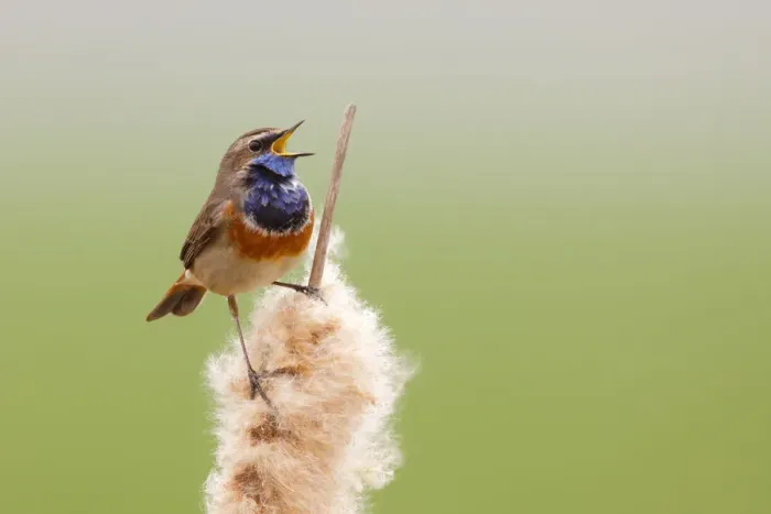 Framed Print : Bluethroat (Luscinia svecica cyanecula) male singing, Utrecht, The Netherlands Framed Print : Bluethroat (Luscinia svecica cyanecula) male singing, Utrecht, The Netherlands