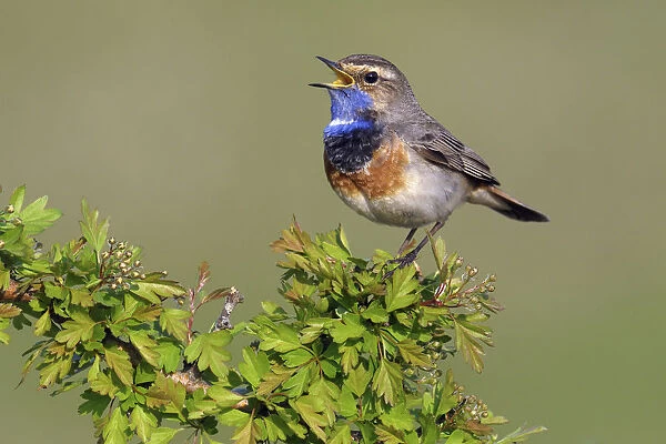 Bluethroat (Luscinia svecica) male singing, Noord-Holland, The Netherlands