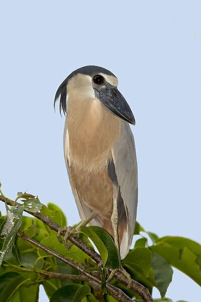 Boat-billed Heron (Cochlearius cochlearius) perched on a branch, Nayarit, Mexico