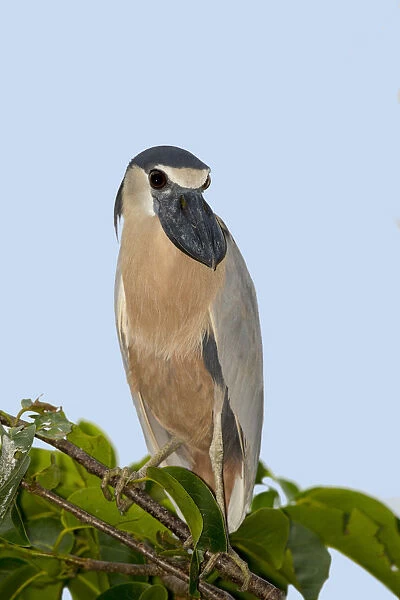 Boat-billed Heron (Cochlearius cochlearius) perched on a branch, Nayarit, Mexico