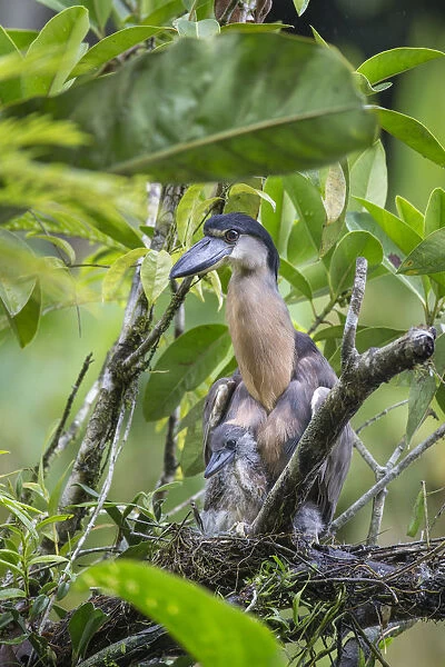 Boat-billed Heron (Cochlearius cochlearius) on nest with two week old chick, Costa Rica