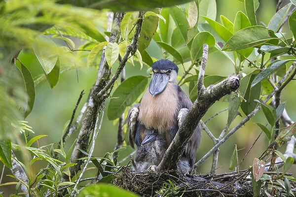 Boat-billed Heron (Cochlearius cochlearius) on nest with two week old chicks, Costa Rica
