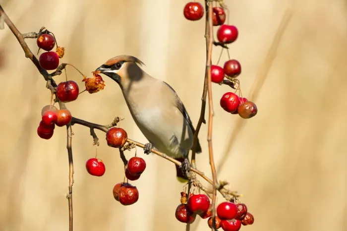 Framed Print : Bohemian Waxwing (Bombycilla garrulus) feeding on Japanese flowering crabapple Framed Print : Bohemian Waxwing (Bombycilla garrulus) feeding on Japanese flowering crabapple