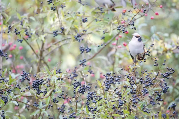 Framed Print : Bohemian Waxwing (Bombycilla garrulus) female foraging on European Privet Framed Print : Bohemian Waxwing (Bombycilla garrulus) female foraging on European Privet