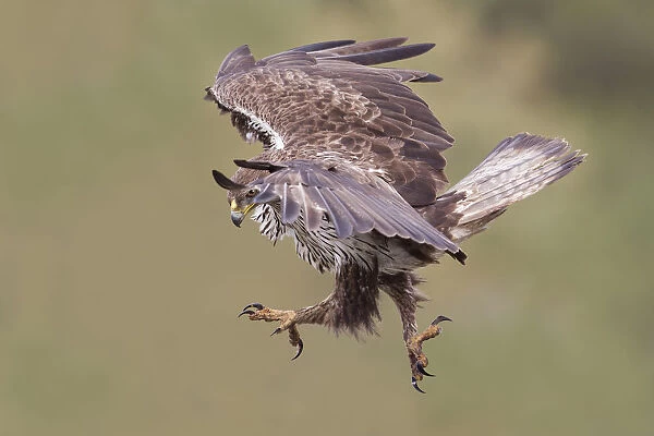Bonellis Eagle (Aquila fasciata) female flying, Portugal