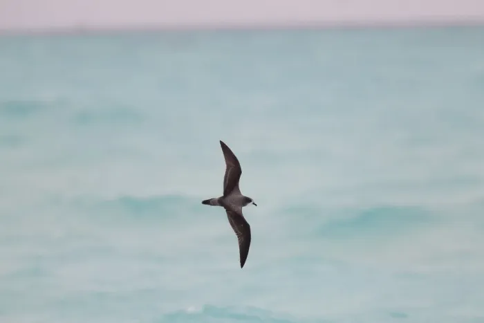 Framed Print : Bonin Petrel (Pterodroma hypoleuca) flying, Hawaii, USA