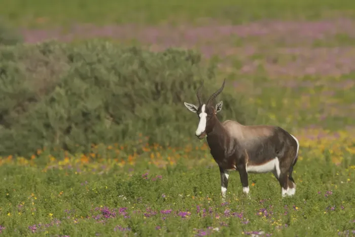 Framed Print : Bontebok (Damaliscus pygargus pygargus) male standing in blooming meadow, Western Cape