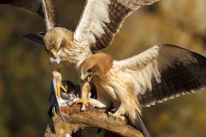 Framed Print : Booted Eagle (Hieraaetus pennatus) juvenile and female, Castile and Leon, Spain Framed Print : Booted Eagle (Hieraaetus pennatus) juvenile and female, Castile and Leon, Spain