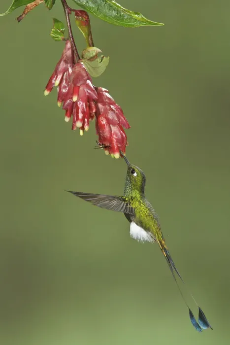 Framed Print : Booted Racket-tail (Ocreatus underwoodii), Ecuador Framed Print : Booted Racket-tail (Ocreatus underwoodii), Ecuador