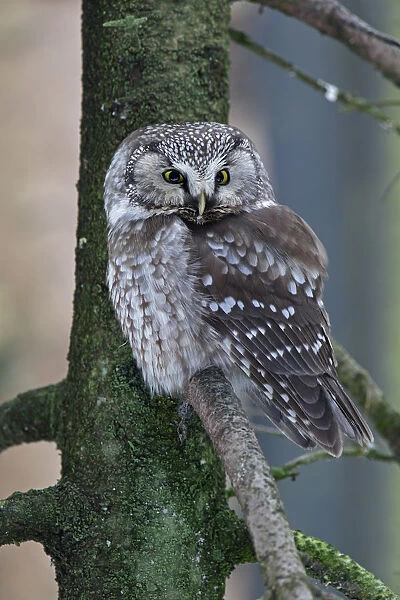 Boreal Owl (Aegolius funereus), Bavaria, Germany