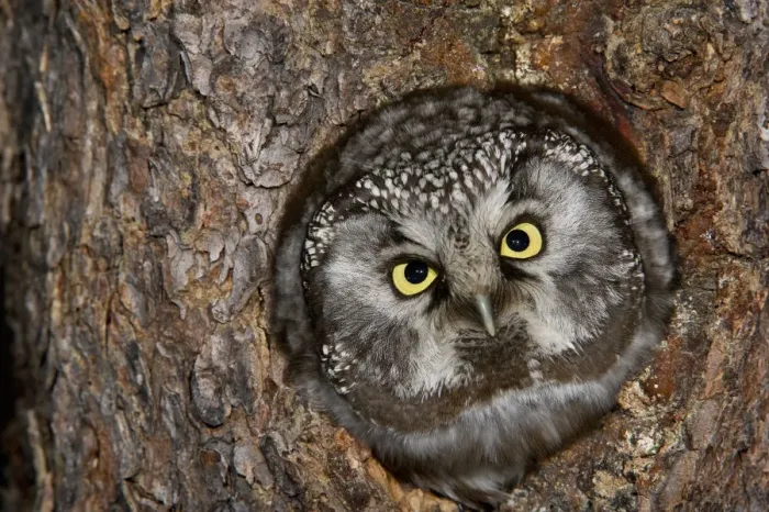 Framed Print : Boreal Owl (Aegolius funereus) in nest cavity, Alaska Framed Print : Boreal Owl (Aegolius funereus) in nest cavity, Alaska